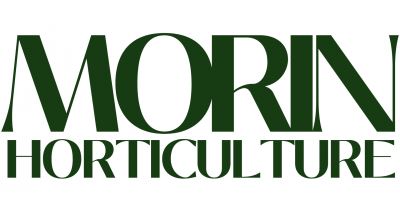 Morin 1 1